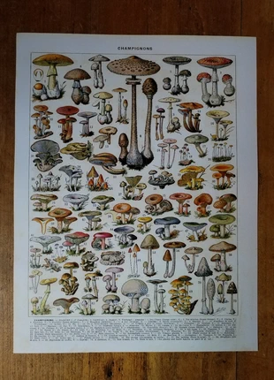 Lithographie originale sur les champignons (1), condizioni: Ottime, €14.00, €15.40 include la Protezione acquisti