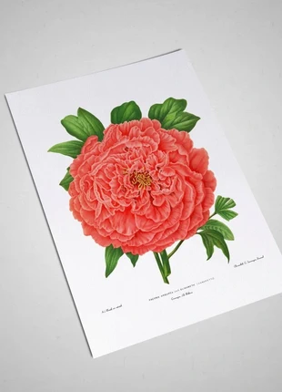 Lithographe de fleurs vintage 1850 (21 X 30 cm), marque: sans marque, état: Très bon état, 7,00 €, 8,05 € Protection acheteurs (Pro) incluse