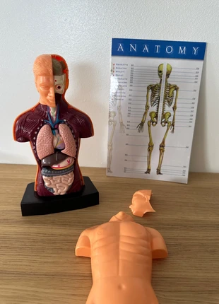 Buste anatomique, marque: Anatomy, état: Très bon état, taille: 6 ans / 116 cm, 10,00 €, 11,20 € Protection acheteurs incluse