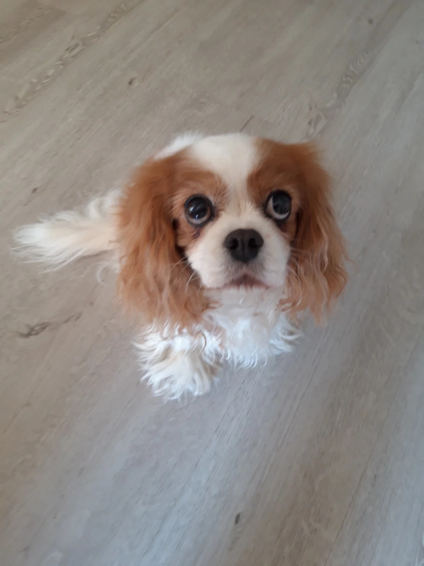 Charles 2024 spaniel olx