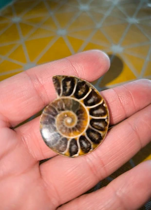 Ammonite sciée 1 face polie, brand: Pierre, condition: New without tags, €14.99, €16.44 includes Buyer Protection