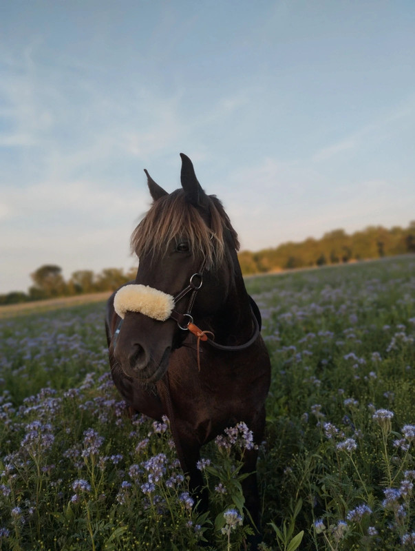 Profilový obrázok člena flower328