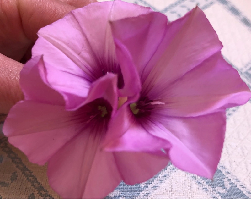 Nenuco lava e pettina toys sales