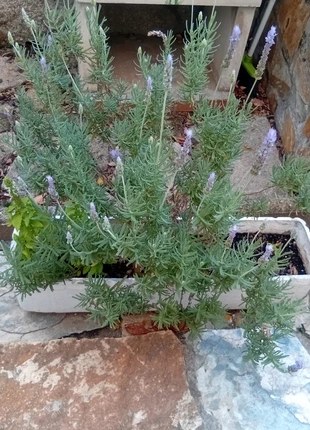 Macetero blanco con lavanda, marque: Blanco, état: Bon état, 15,00 €, 16,45 € Protection acheteurs incluse
