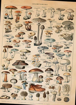 Affiche - Champignons - Adolphe Millot - 30x40cm, marque: pas de marque, état: Neuf sans étiquette, 13,75 €, 15,14 € Protection acheteurs (Pro) incluse