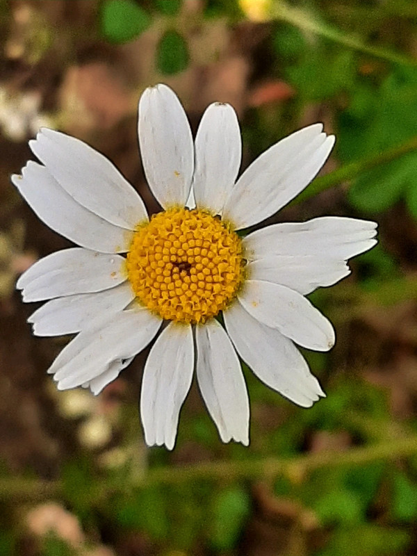 fchoupina - fotografia de profil