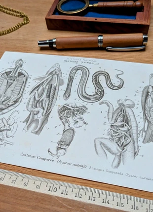 Imprimée en 1851, Les organes nutritifs comparés. Original Vintage Authentique., brand: LesOubliées, condition: Very good, €14.90, €16.35 includes Buyer Protection Pro