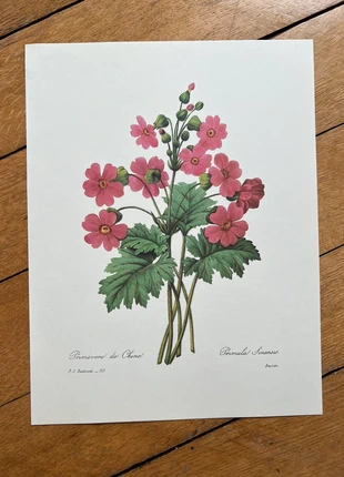 Planche illustrée vintage Primevère de Chine, état: Bon état, 9,00 €, 10,15 € Protection acheteurs (Pro) incluse