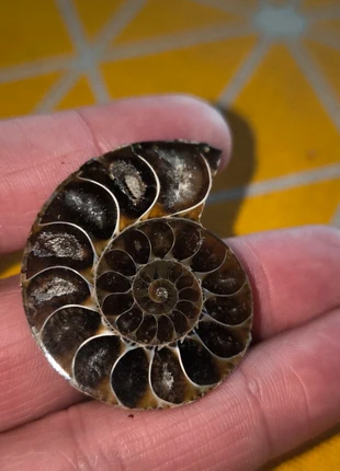 Ammonite sciée, brand: Pierre, condition: New without tags, €14.99, €16.44 includes Buyer Protection