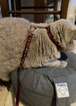 Adjustable cat harness, état: Très bon état, 2,80 €, 3,64 € Protection acheteurs incluse