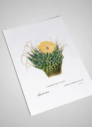 illustation Cactus agave vintage (1893-1905) - 21 X 30 cm, marque: Cactus, état: Très bon état, 7,00 €, 8,05 € Protection acheteurs (Pro) incluse