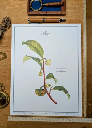 Imprimée en 1986, Le Théier. Original Vintage Authentique., brand: LesOubliées, condition: Very good, €14.90, €16.35 includes Buyer Protection Pro