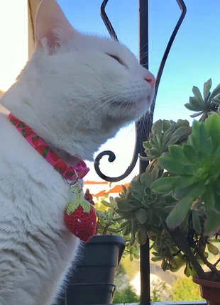 Coleira ajustável com morango em crochet, marca: Miminhos4all, estado: Nuevo sin etiquetas, 4,50 €, 5,43 € Protección al comprador Pro incluida