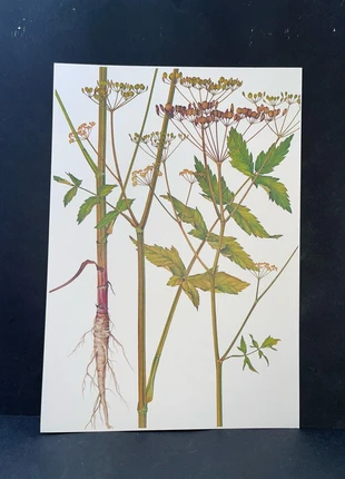 Pastinaca planche botanique A4 rigide, marke: Deco, zustand: Sehr gut, 10,00 €, 11,20 € inklusive Vinted-Käuferschutz