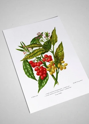 Affiche d'Aucuba Japonica vintage:(21 X 30 cm), état: Très bon état, 7,00 €, 8,05 € Protection acheteurs (Pro) incluse