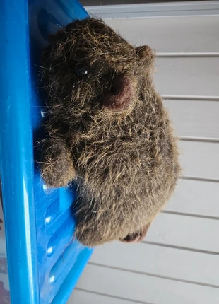 Bever knuffel, état: Bon état, taille: 5 ans / 110 cm, 1,00 €, 1,75 € Protection acheteurs incluse