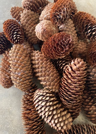 Lot de 65 pommes de pins, état: Très bon état, 3,00 €, 3,85 € Protection acheteurs incluse