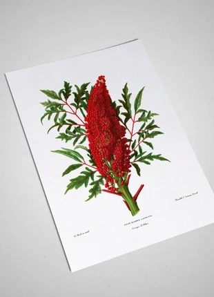 Plaques chromolithographiques de Rhus Glabra Laciniata vintage (21 X 30 cm), état: Très bon état, 7,00 €, 8,05 € Protection acheteurs (Pro) incluse