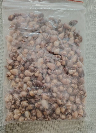 Lots Petits coquillages pour création, estado: Muito bom, €7.00, €8.05 inclui Proteção do Comprador