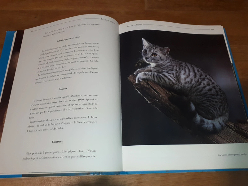 Livre Les chats - photo numéro 5