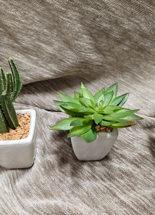 Nep plantjes, condizioni: Nuovo senza cartellino, €3.00, €3.85 include la Protezione acquisti