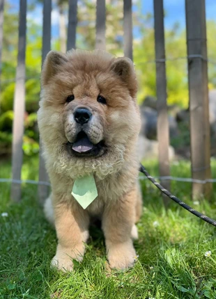 Cravate pour animal, merk: Shein, staat: Heel goed, maat: M, € 1,00, € 1,75 inclusief Kopersbescherming