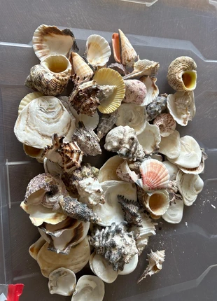 Lot de coquillages, brand: ne sais pas, condizioni: Ottime, €2.00, €2.80 include la Protezione acquisti