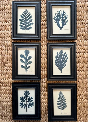 Oka style set of six marine botanical seaweed prints in black glazed frames, brand: Cheshire Design Studio, condition: New with tags, £42.00, £44.80 includes Buyer Protection
