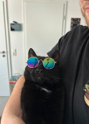 Coole Katzen-Sonnenbrille – neu und unbenutzt, merk: Amazon, staat: Nieuw, € 1,50, € 2,28 inclusief Kopersbescherming