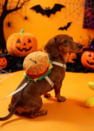 Halloween Dog Harness and Leash Set, marque: paws and whiskers, état: Neuf avec étiquette, taille: M, 16,00 €, 17,50 € Protection acheteurs incluse