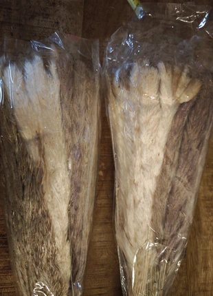 Lot de pampas, marque: aucune, état: Neuf avec étiquette, 10,00 €, 11,20 € Protection acheteurs incluse