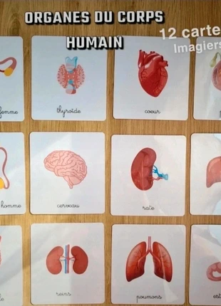 12 cartes imagiers sur le corps humain / cartes de nomenclature, condition: New with tags, size: 4 years / 104 cm, €8.10, €9.21 includes Buyer Protection Pro