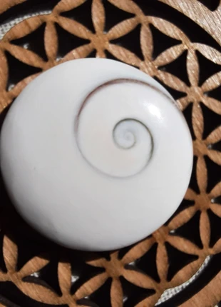 Oeil de Shiva ou Oeil de Sainte Lucie, marca: coquillage, estado: Nuevo sin etiquetas, 8,00 €, 9,10 € Protección al comprador incluida