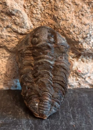 Fossile de trilobite, staat: Veelgebruikt, € 10,00, € 11,20 inclusief Kopersbescherming