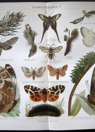 2 Chromolithographien 1896 (# 208), marque: Meyers, état: Très bon état, 5,00 €, 5,95 € Protection acheteurs incluse