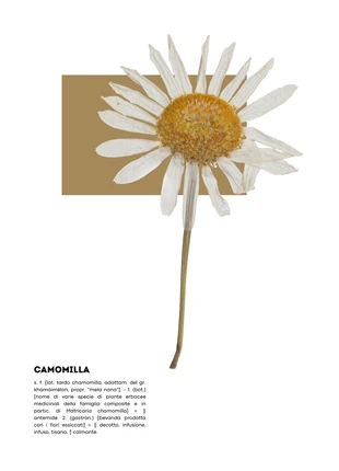 Poster Camomilla (formato A3), brand: No, condizioni: Nuovo con cartellino, €8.99, €10.14 include la Protezione acquisti