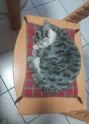 Coussin +chat dormant, marque: Deco, état: Bon état, taille: Autre, 6,00 €, 7,00 € Protection acheteurs incluse