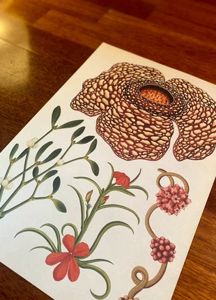 Poster original plantes parasites (25,5x37) 🎁 en description, état: Très bon état, 8,00 €, 9,10 € Protection acheteurs incluse