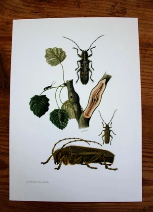 Planche entomologique insecte originale vintage année 1960 capricornes, marque: entomologie, état: Très bon état, 10,00 €, 11,20 € Protection acheteurs (Pro) incluse