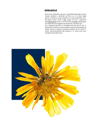 Poster Girasole (formato A3), brand: No, condizioni: Nuovo con cartellino, €8.99, €10.14 include la Protezione acquisti