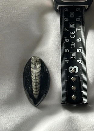 Fossile d’Orthoceras, marque: Drop Of Mindfulness, état: Neuf sans étiquette, 3,00 €, 3,85 € Protection acheteurs incluse