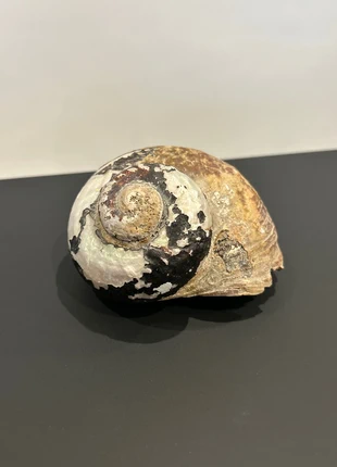 Coquillage Turbo marmoratus – gros coquillage nacré – déco marine, marque: Nature, état: Très bon état, 14,00 €, 15,40 € Protection acheteurs incluse