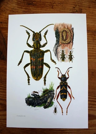 Planche entomologique insecte vintage année 1960 capricornes, marque: entomologie, état: Très bon état, 10,00 €, 11,20 € Protection acheteurs (Pro) incluse