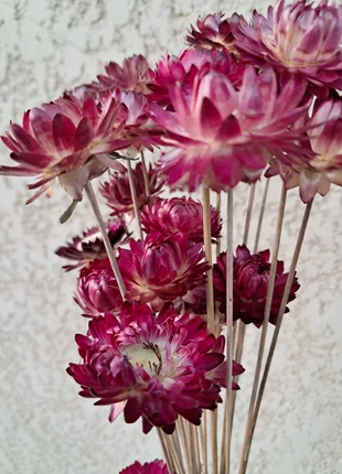 Bouquet de 30 immortelles rose/bordeaux, collées sur tiges, estado: Muito bom, €9.00, €10.15 inclui Proteção do Comprador