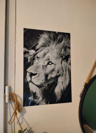 Affiche photo animalière lion en noir et blanc, 20*30cm, super état, état: Très bon état, 10,00 €, 11,20 € Protection acheteurs incluse