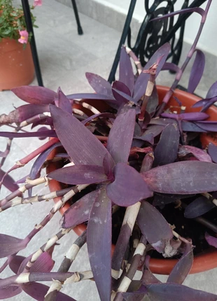 Esqueje o maceta, brand: NO LABEL, condizioni: Nuovo con cartellino, €2.00, €2.80 include la Protezione acquisti