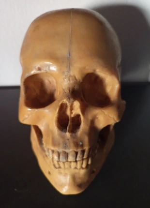 Cranio umano realistico . Decorazione gotica per la casa., zustand: Sehr gut, 50,00 €, 53,20 € inklusive Vinted-Käuferschutz