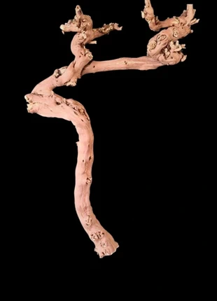 Pied de vigne 75 cm, marque: lempireflotté, état: Très bon état, 15,00 €, 16,45 € Protection acheteurs (Pro) incluse