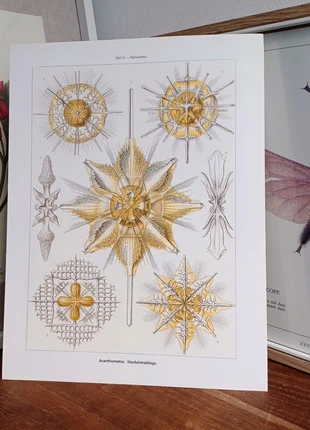 Taf. 21 22 Reproduction d une planche de Ernst Haeckel recto verso 🎁 2 achetées 1 offerte 🎁, merk: ©️ Prestel Verlag Munich New York 1998, staat: Heel goed, € 9,00, € 10,15 inclusief Kopersbescherming Pro