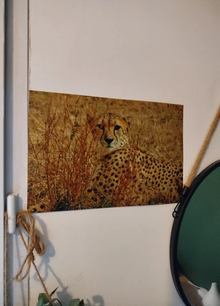 Affiche photo animalière guépard, 20*30cm, très bon état, décoration murale, état: Très bon état, 10,00 €, 11,20 € Protection acheteurs incluse